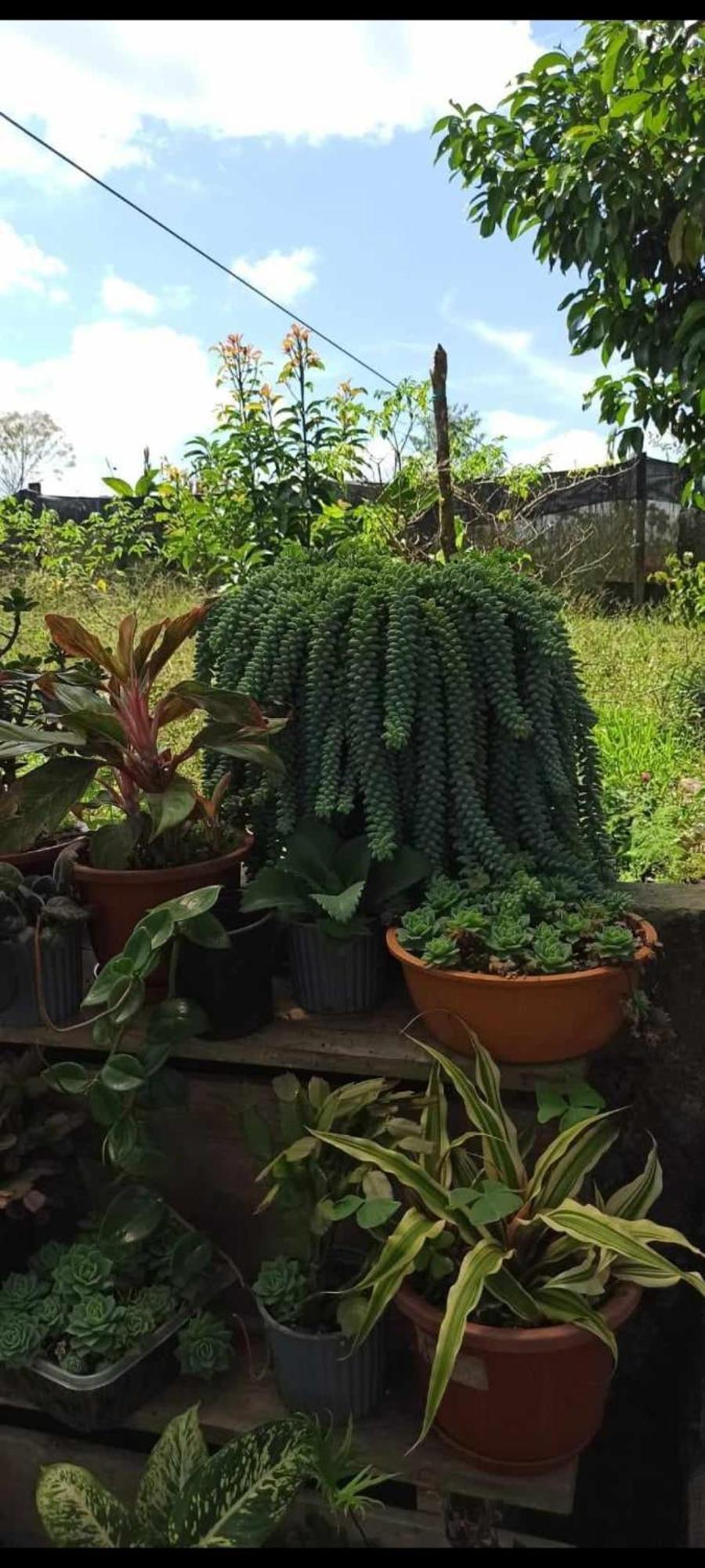 El Jardin Secreto De Alvita Puyo Exterior photo
